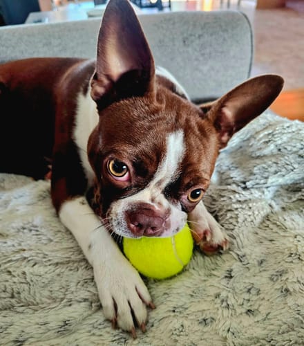 Customer photo review of Iron Paws Premium Dog Supplement