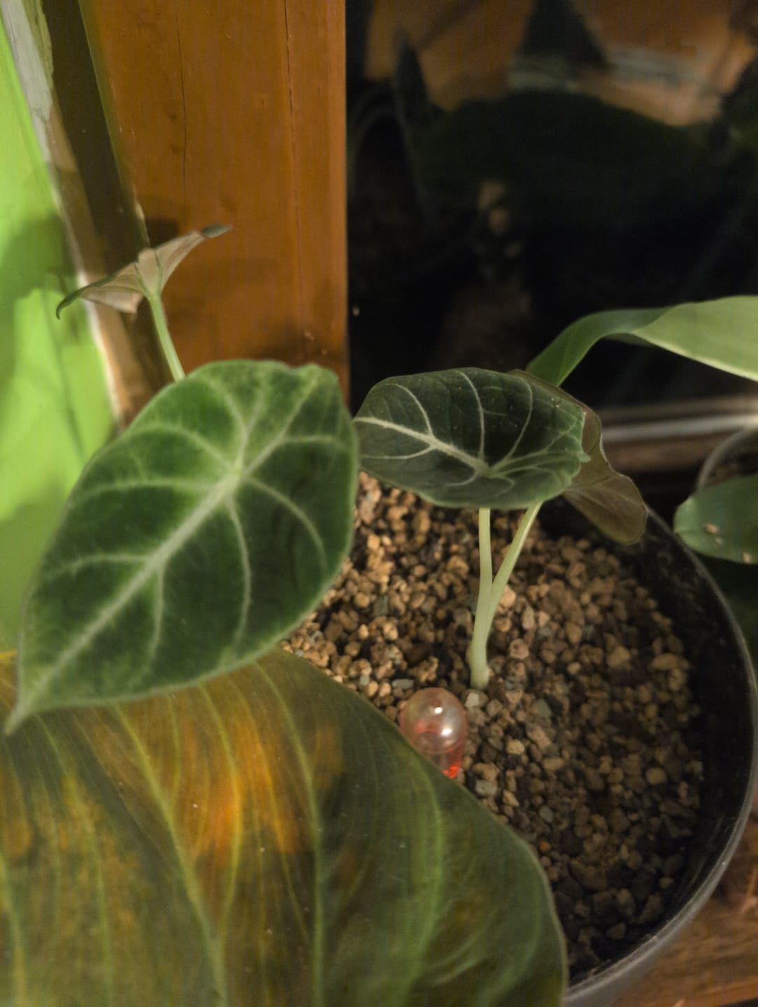 Customer photo review of ALOCASIA BLACK VELVET