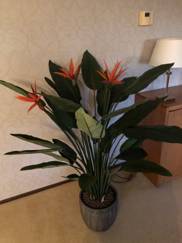 Customer photo review of Strelitzia Kunstplant 120cm met bloem