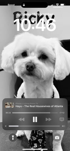 Customer photo review of GroomMate Pet Grooming Kit