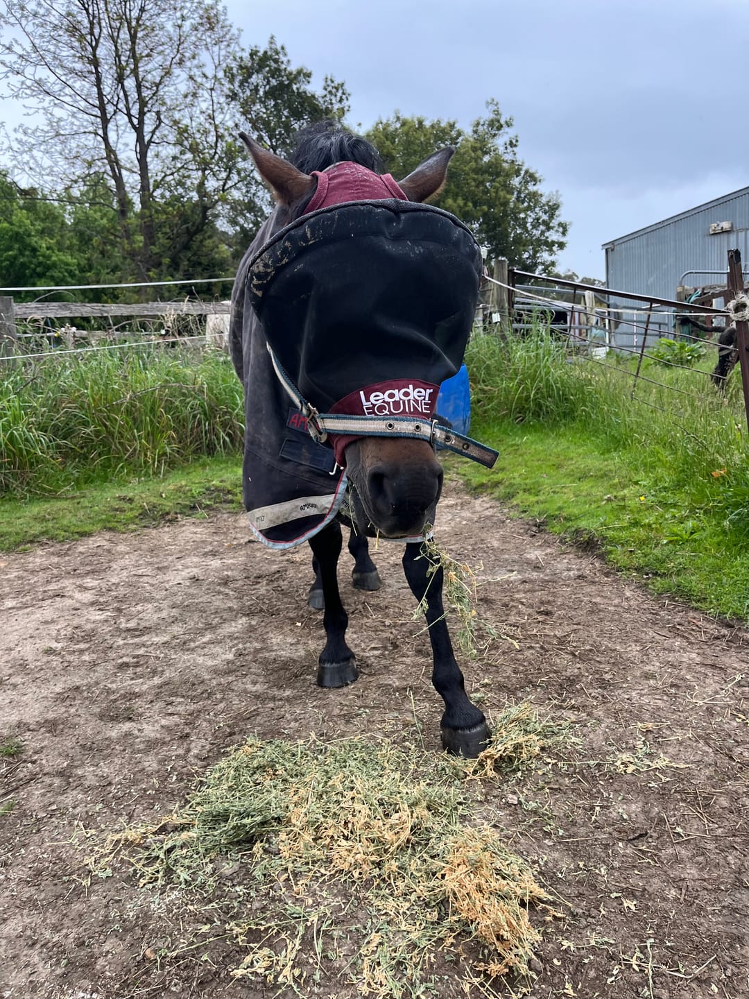 Customer photo review of LE Outback Flymask Original