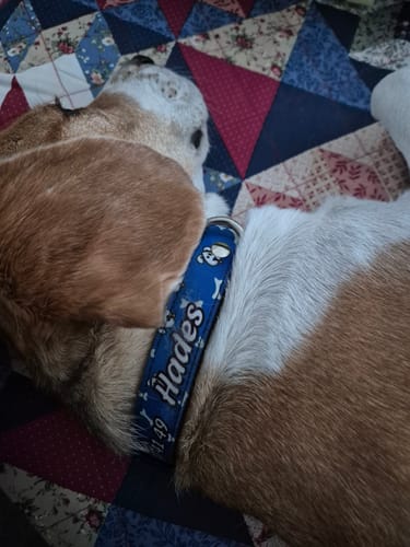 Customer photo review of Collar personalizado para Mascota: Huesitos