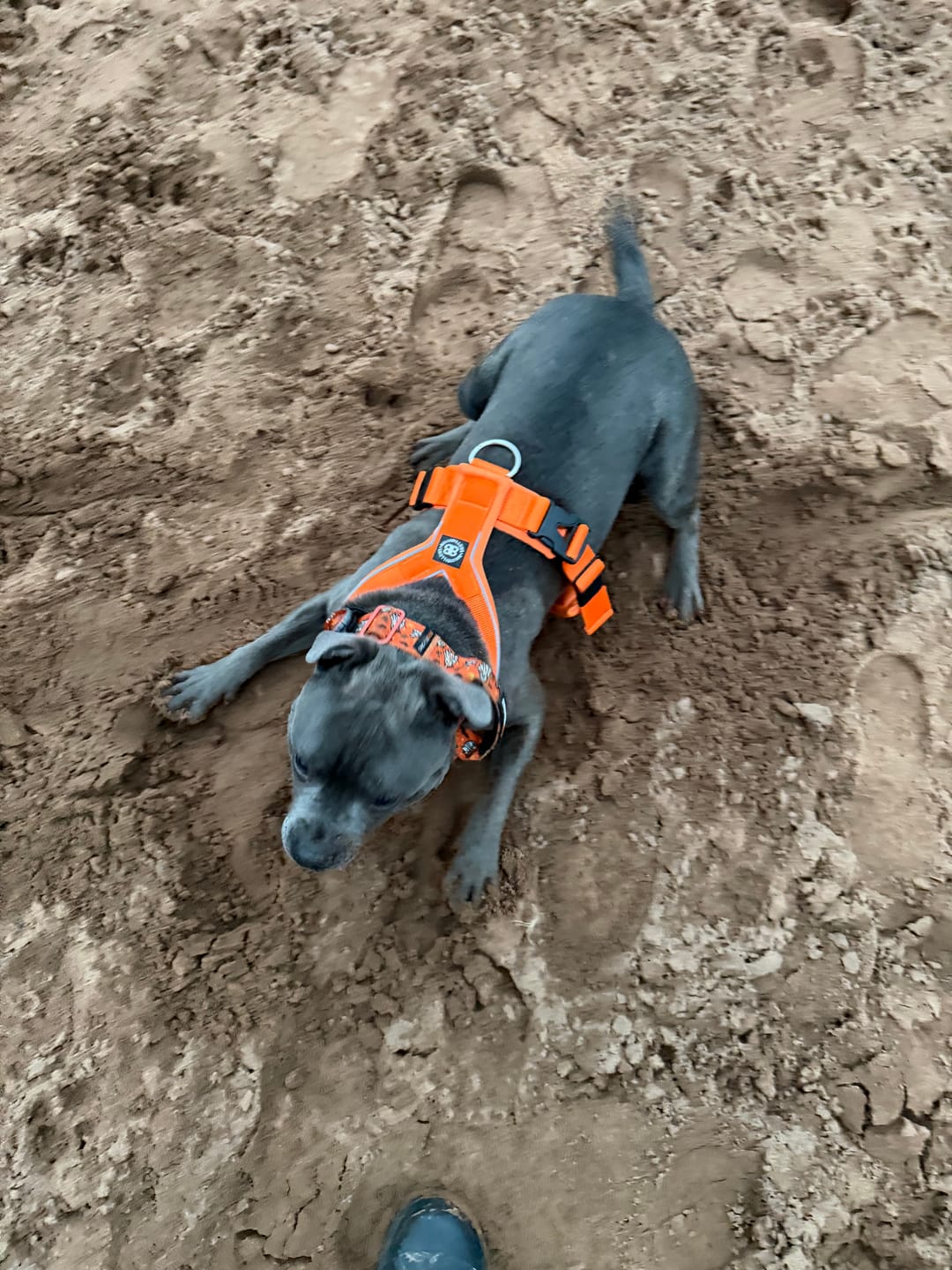 Customer photo review of Slip on Harness | Foam Padded - Orange
