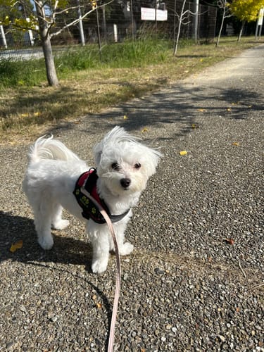 Customer photo review of FunFunPet 高機能ハーネス（お名前タグ作成サービス付き）