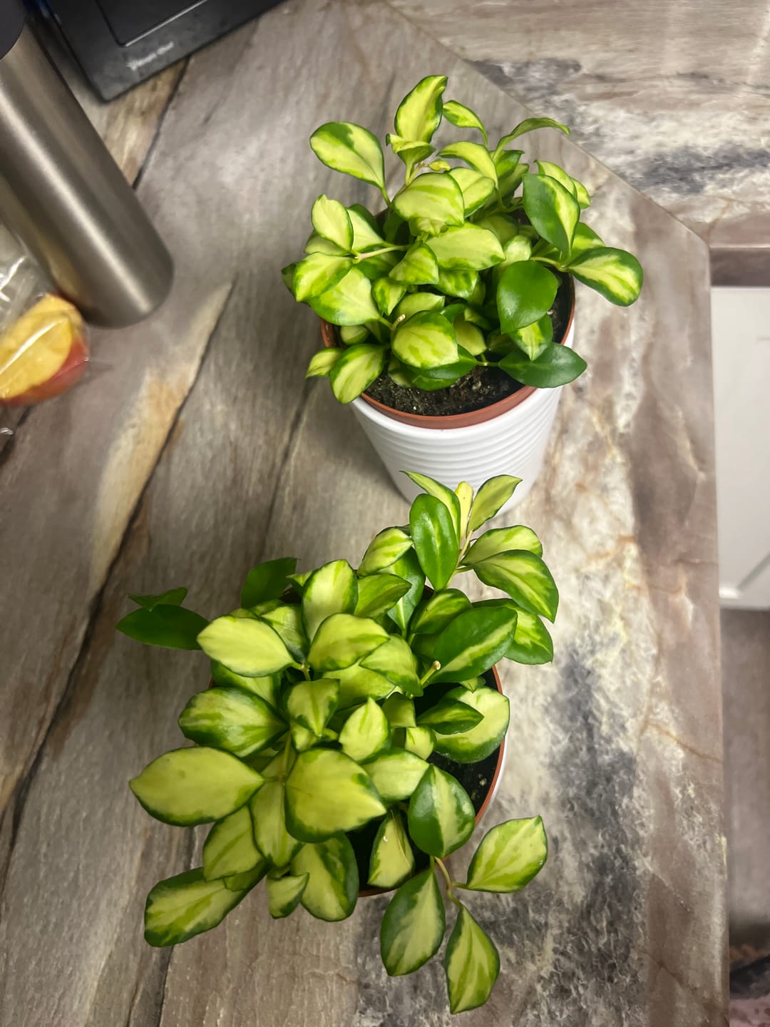 Customer photo review of Hoya heuschkeliana variegata
