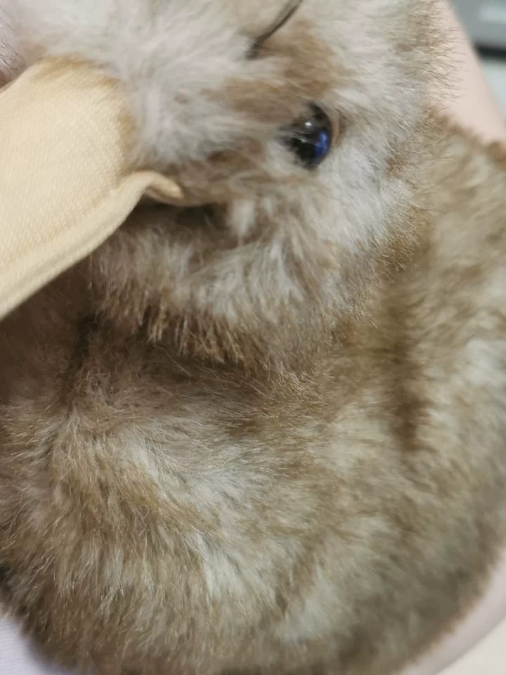 Customer photo review of Realistic Kiwi Bird Plush Toy – Soft and Adorable Stuffed Animal