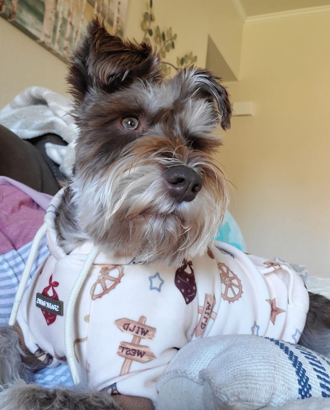 Customer photo review of Rodeo Dog Hoodie