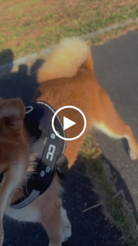 Customer video review of FunFunPet 高機能ハーネス（お名前タグ作成サービス付き）