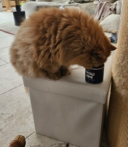 Customer photo review of Patsli Move