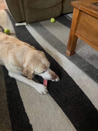 Customer photo review of Long-Lasting Yak Chews — 6 Flavor Pack