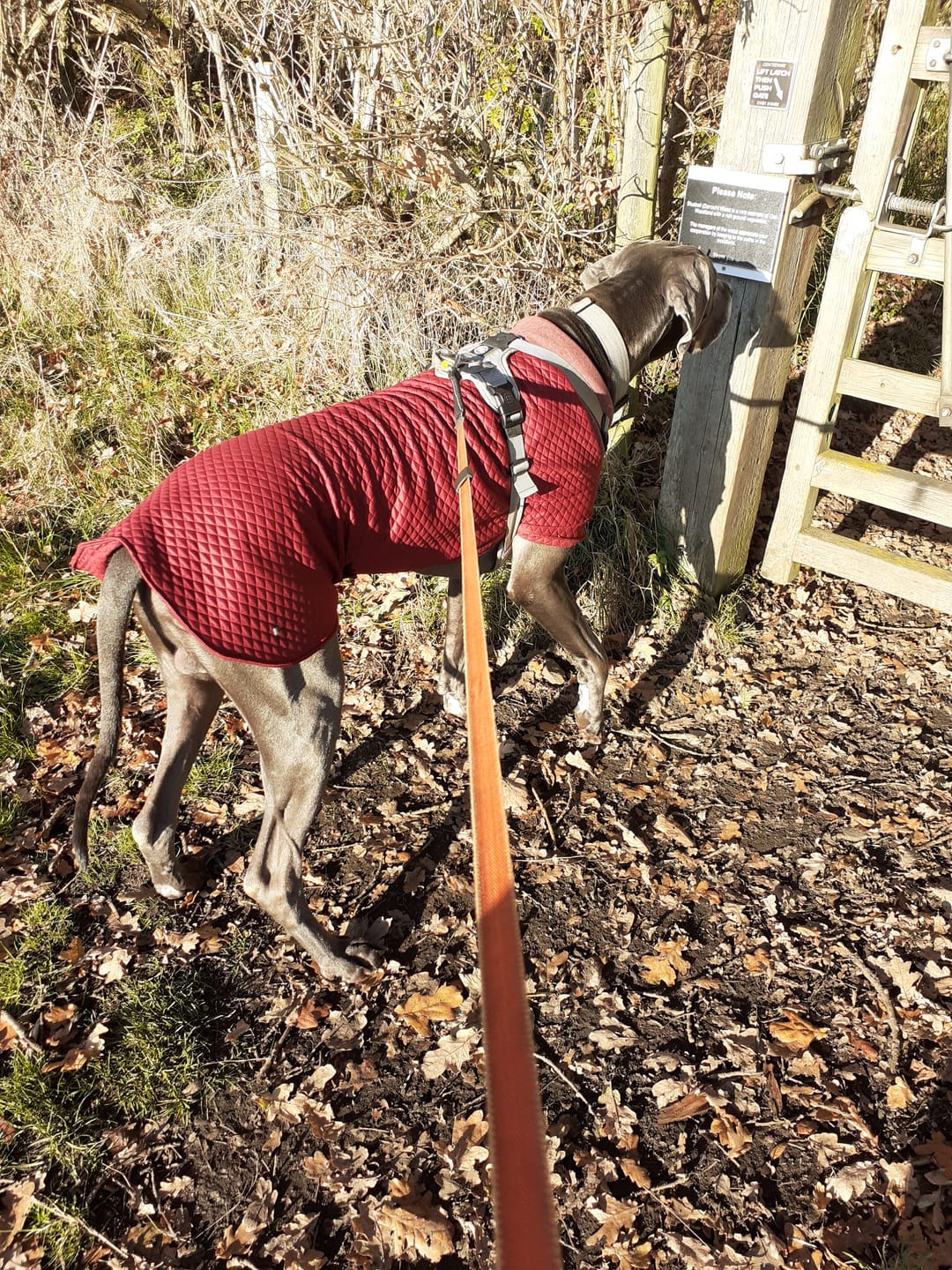 Customer photo review of Burgundy Quilted Jersey Fabric #2