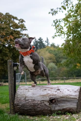 Customer photo review of 4cm Lighter Combat® Collar | Halloween BooBillows