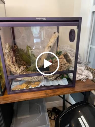 Customer video review of 24 Gallon Reptile Enclosures 18x18x18" with Lock! Perfect for Beginner! Bottom NOT LEAKPROOF