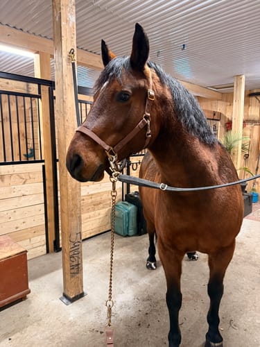 Customer photo review of Dark Brown Horse Lead - iCavalos