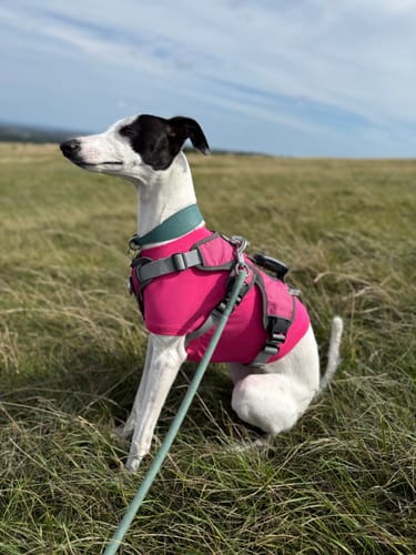 Customer photo review of Sighthound Escape Proof Harness