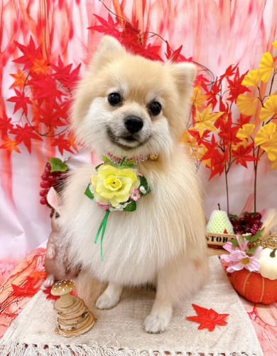 Customer photo review of FunFunPet 高機能ハーネス（お名前タグ作成サービス付き）