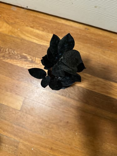 Customer photo review of Zamioculcas zamiifolia 'Black Queen'