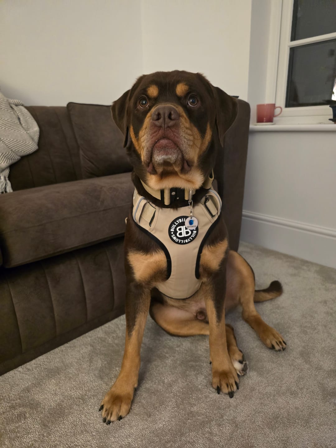 Customer photo review of Comfort Premium Harness | Non Restrictive - Tan