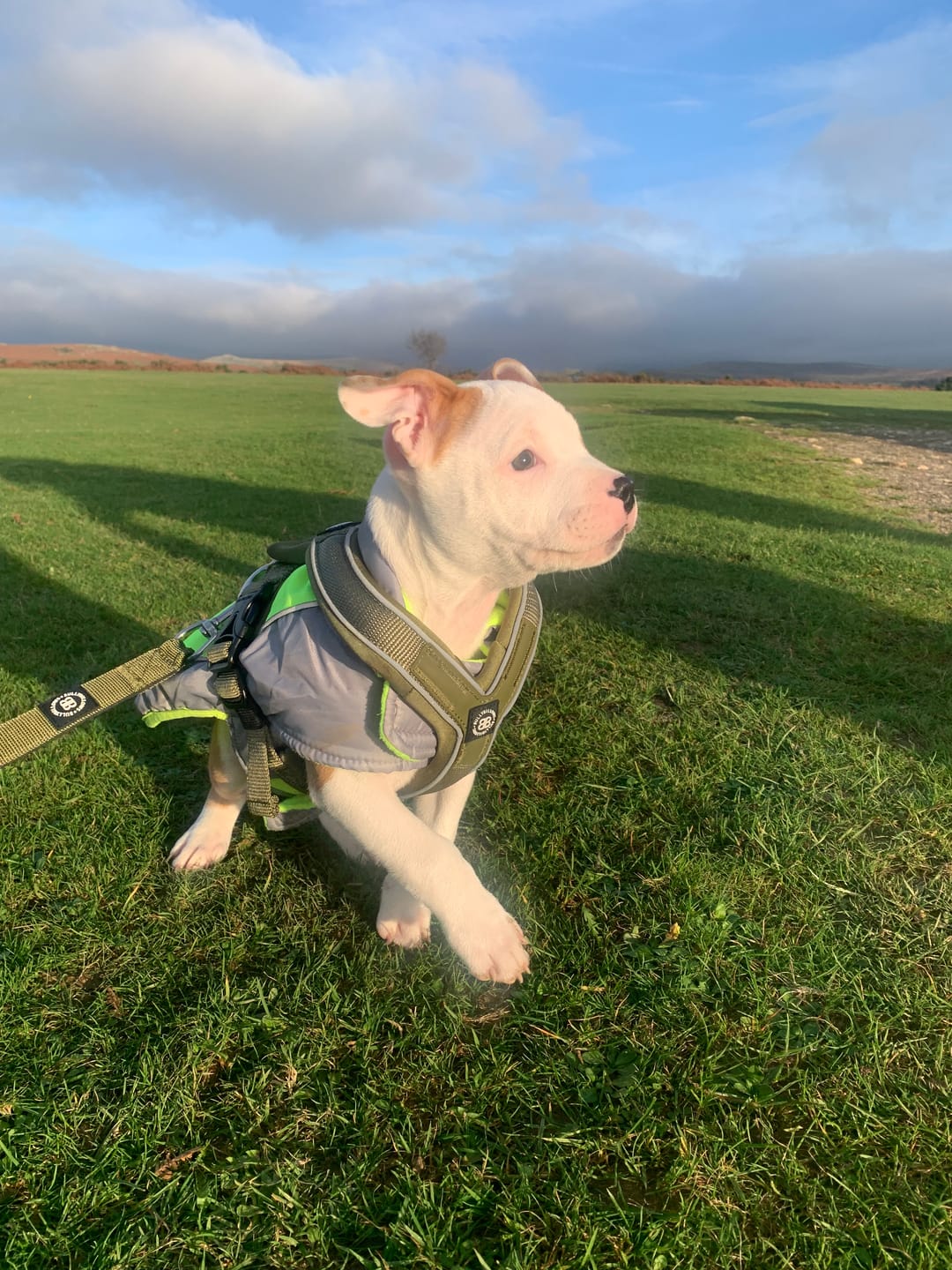 Customer photo review of Snap Hook Clasp Lead - Khaki