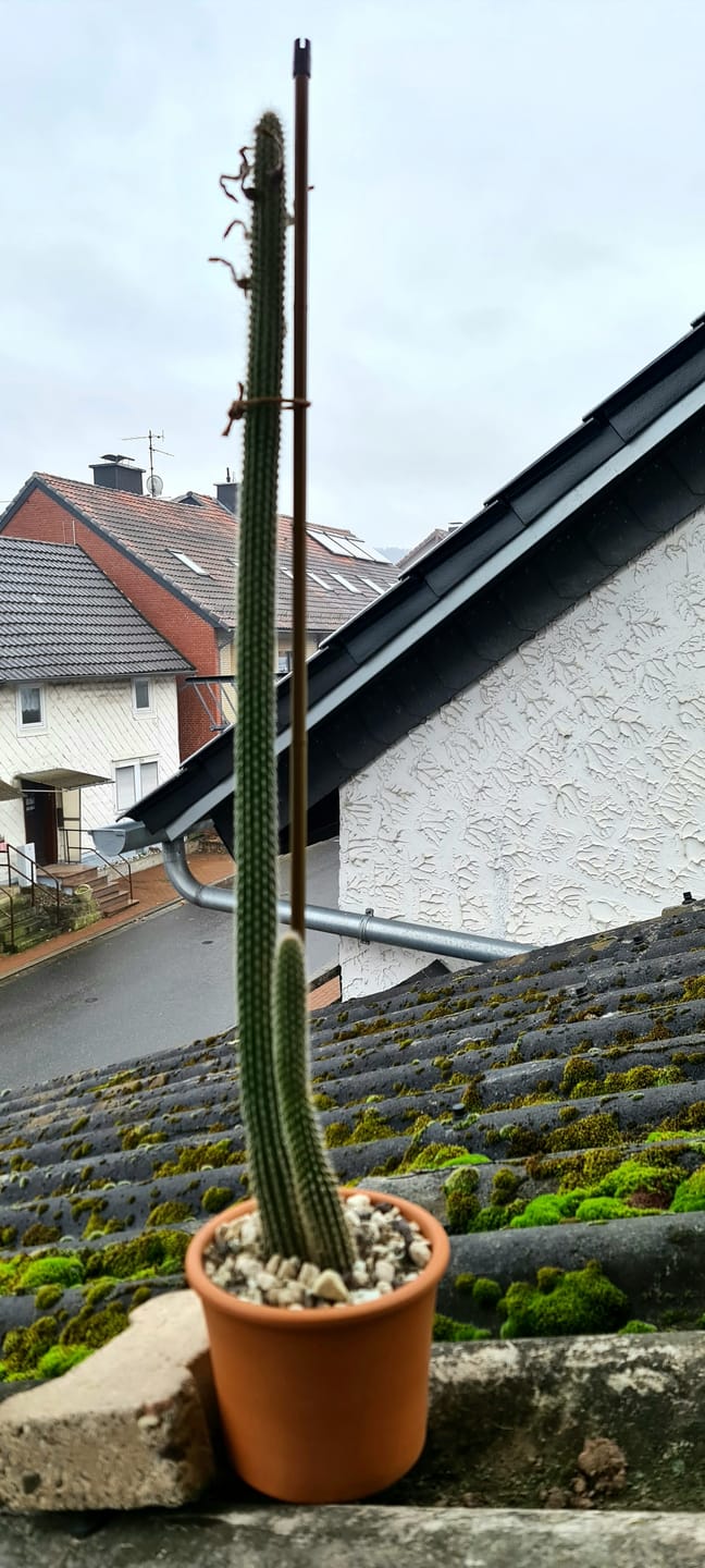 Customer photo review of Muddis Erde - Mineralisches Substrat