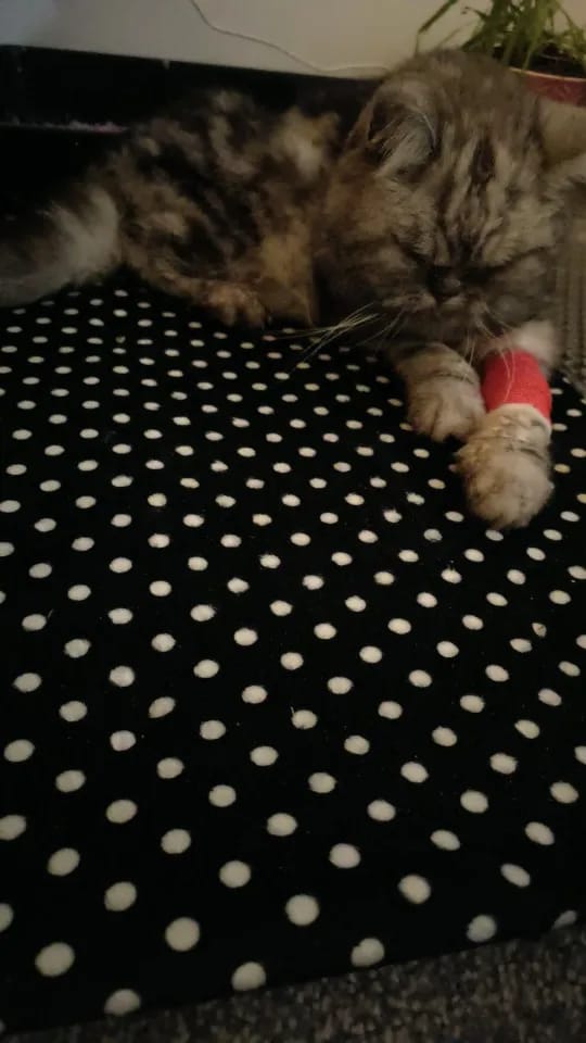 Customer photo review of Thermapaw Comfort Pad™
