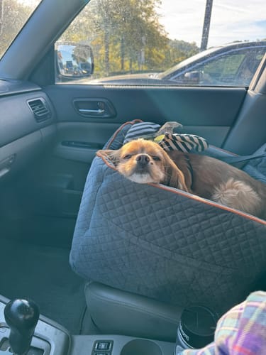 Customer photo review of RuffRover - Plushy Booster Seat