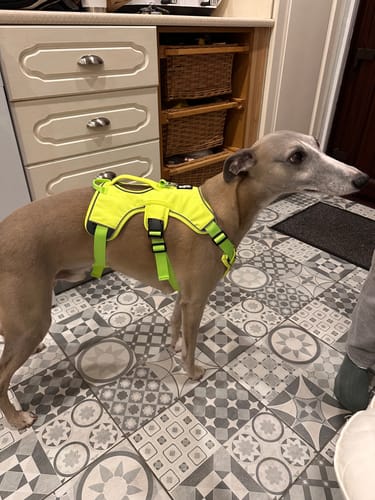 Customer photo review of Sighthound Escape Proof Harness