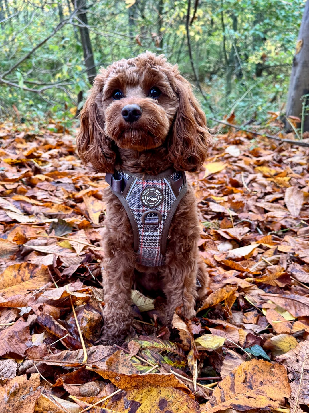 Customer photo review of Trail & Glow Tweed Dog Harness - Colour Drops - Heritage Plaid