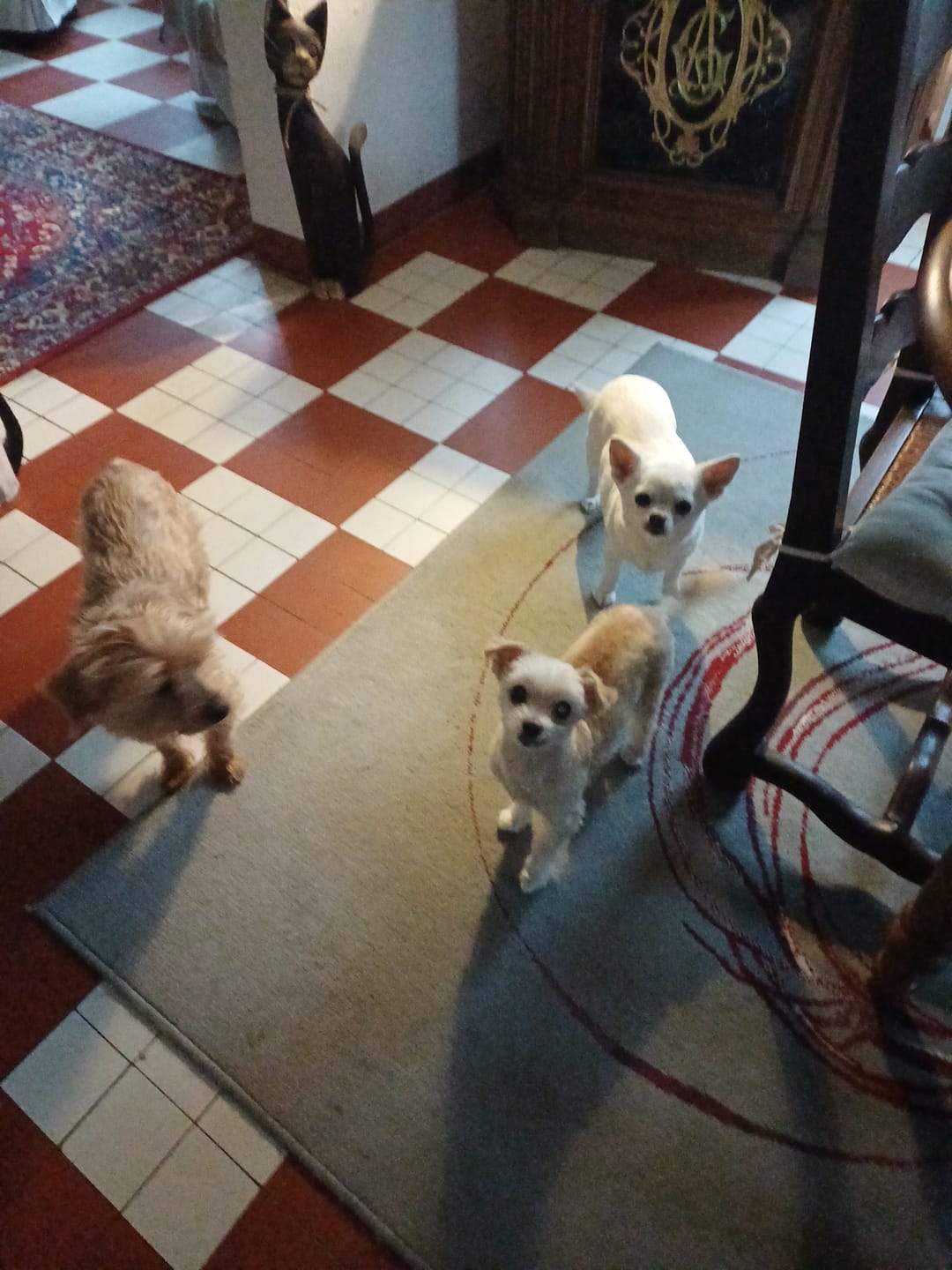 Customer photo review of Terrines BIO au poulet et aux petits pois carottes (Chien adulte)
