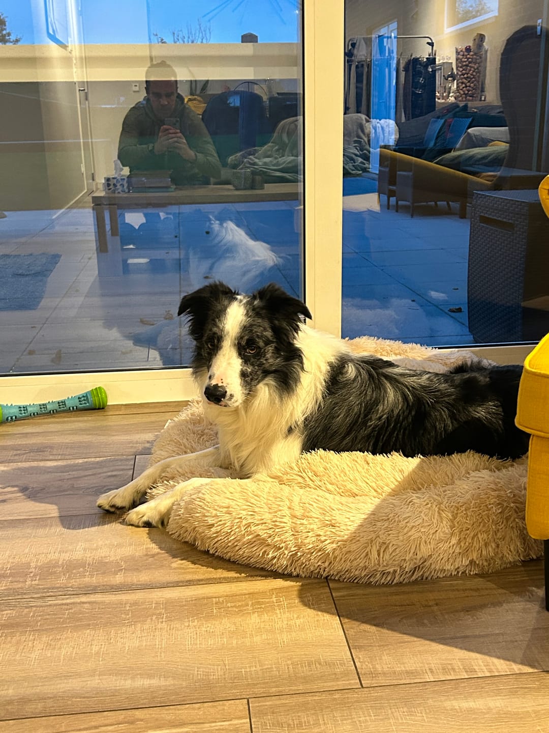 Customer photo review of Pet Perfect Fluffy Donut Hondenmand - Rond - Wasbaar