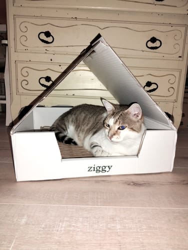 Avis photo d'un client sur Pâtée Chat Stérilisé Sans Céréales - Poulet