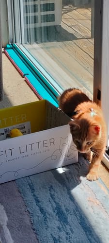 Customer photo review of Fit Litter