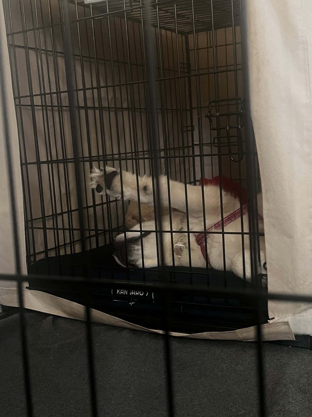 Customer photo review of Kangaroo Dog Crate Mat