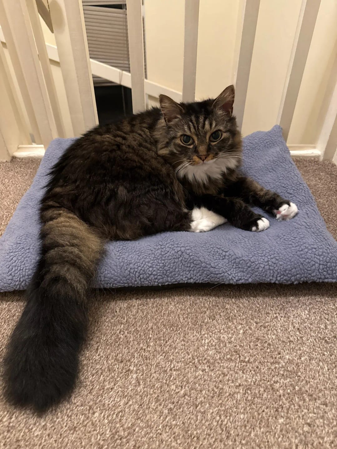 Customer photo review of Thermapaw Comfort Pad™