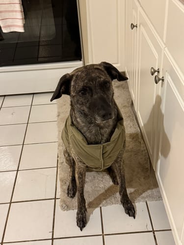 Customer photo review of 12 Inch Standard Bully Stick