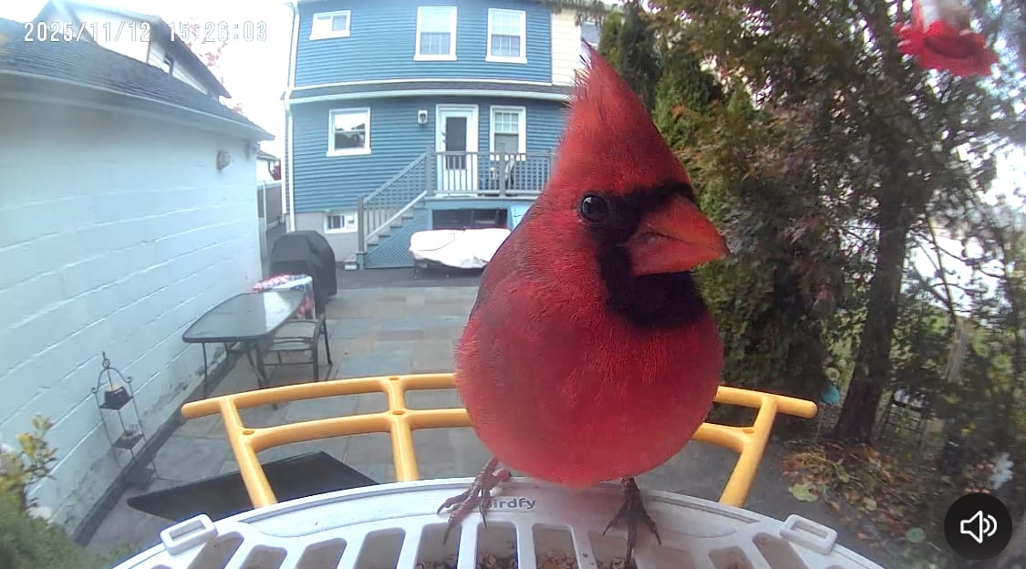 Customer photo review of Birdfy Solar Panel (Type C) - Bird Feeder Camera Solar Panel