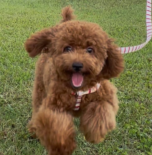 Customer photo review of FunFunPet 高機能ハーネス（お名前タグ作成サービス付き）