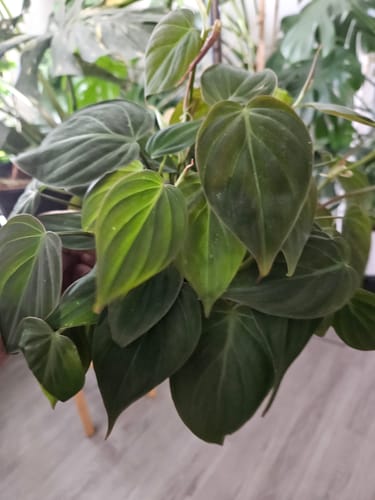 Customer photo review of Philodendron Micans