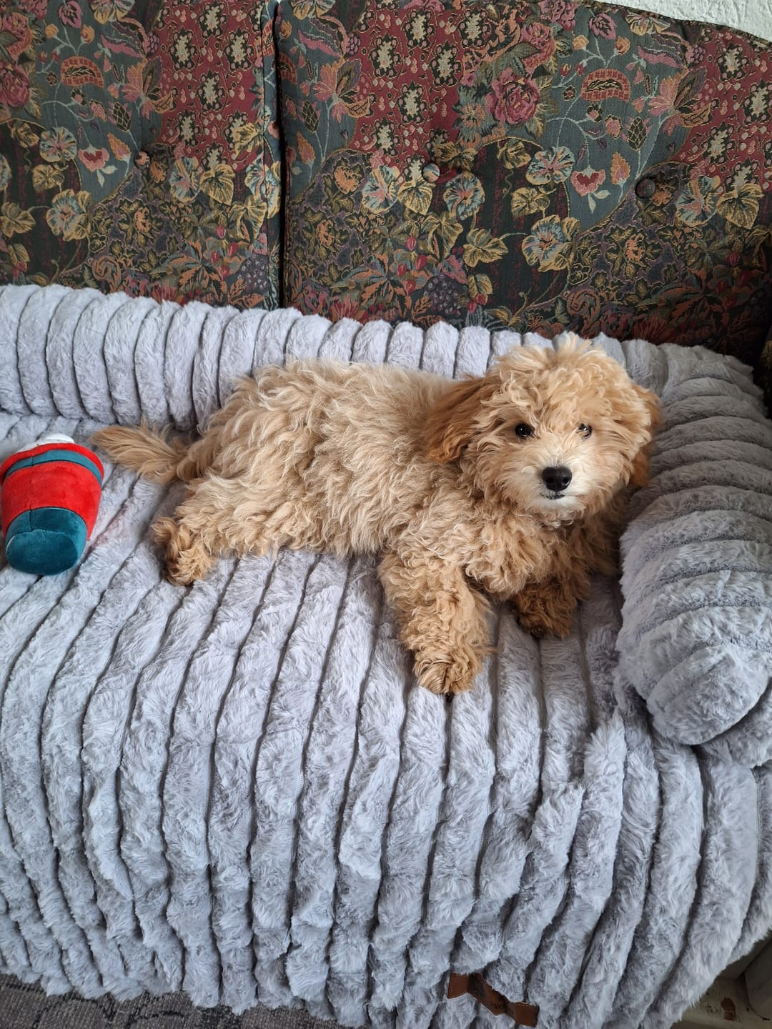 Customer photo review of Pet Perfect Luxe Hondendeken Bank - Bankbeschermer - Wasbaar