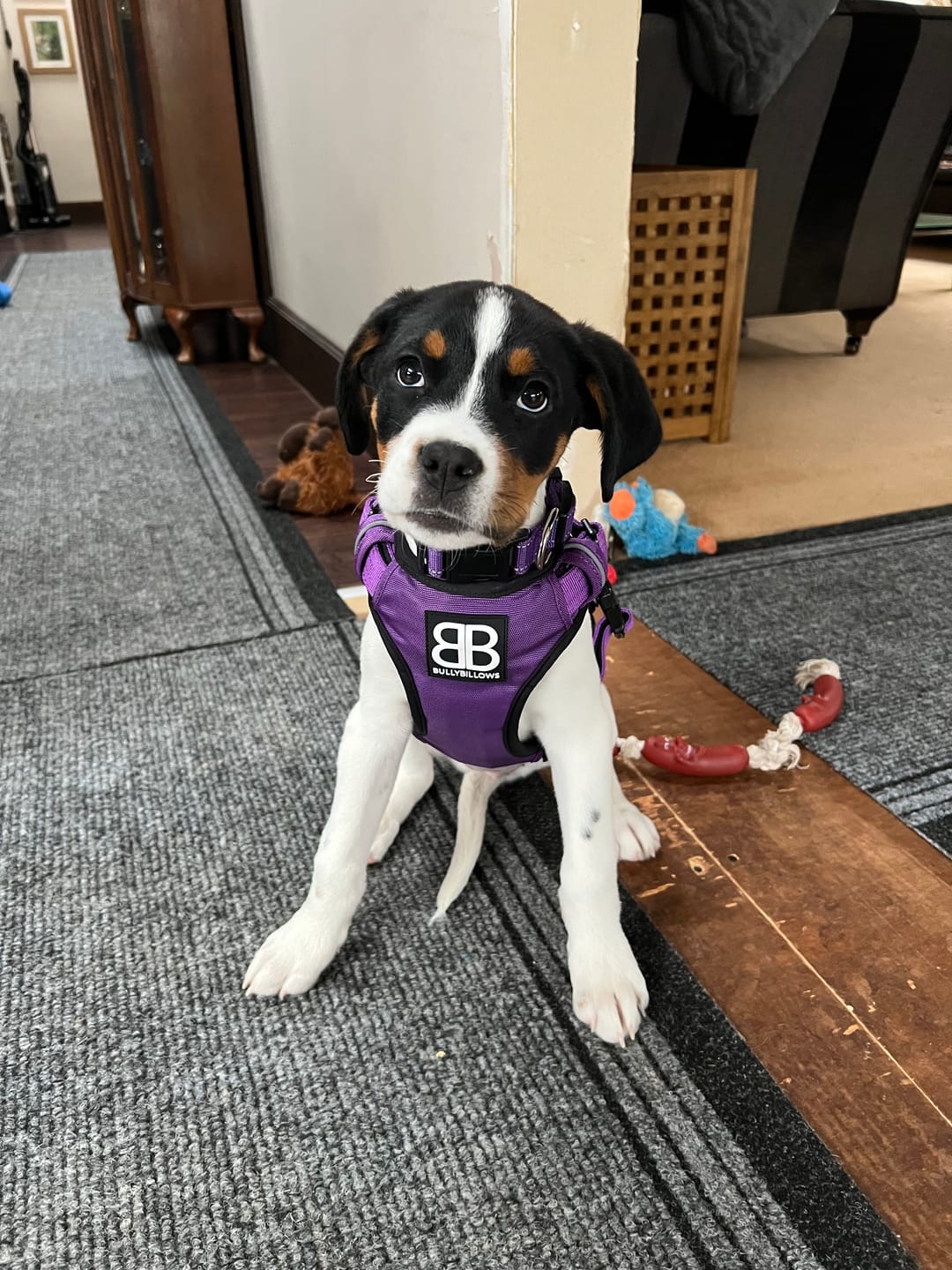 Customer photo review of Comfort Premium Harness | Non Restrictive - Purple