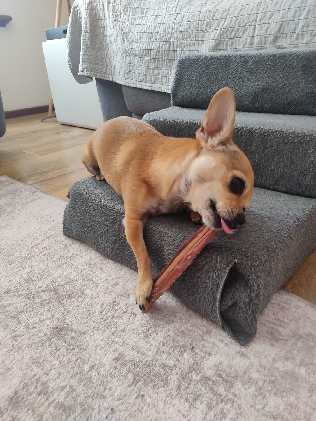 Customer photo review of Australian Beef Bully Sticks 8"