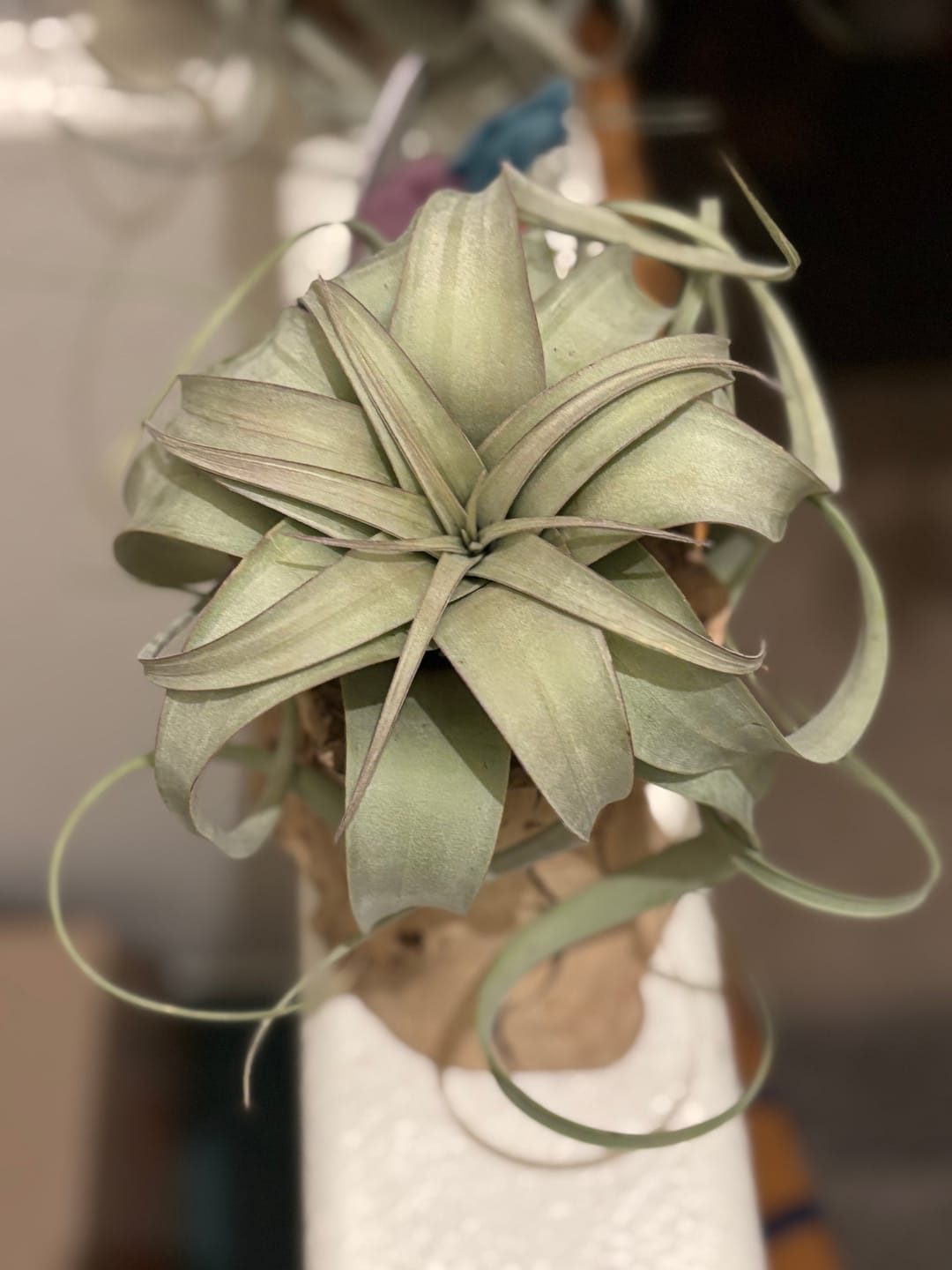 Customer photo review of Xerographica Thick Leaf Form  *Cannot Be Shipped Internationally*