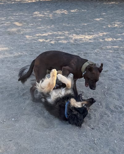 Customer photo review of 1.5" Tacti Slim Dog Collar - Cobalt