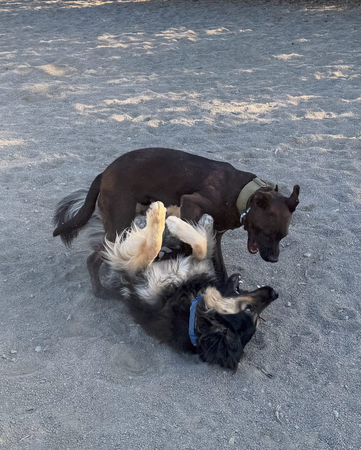 Customer photo review of 1.5" Tacti Slim Dog Collar - Cobalt