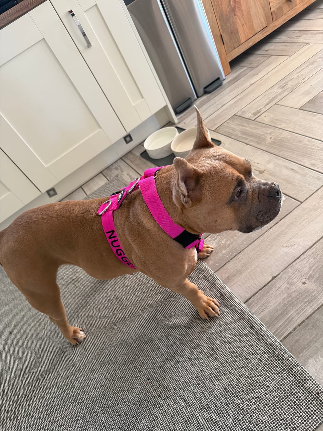Customer photo review of Training Anti Pull TRI-Harness® | M-XL Breeds - Magenta