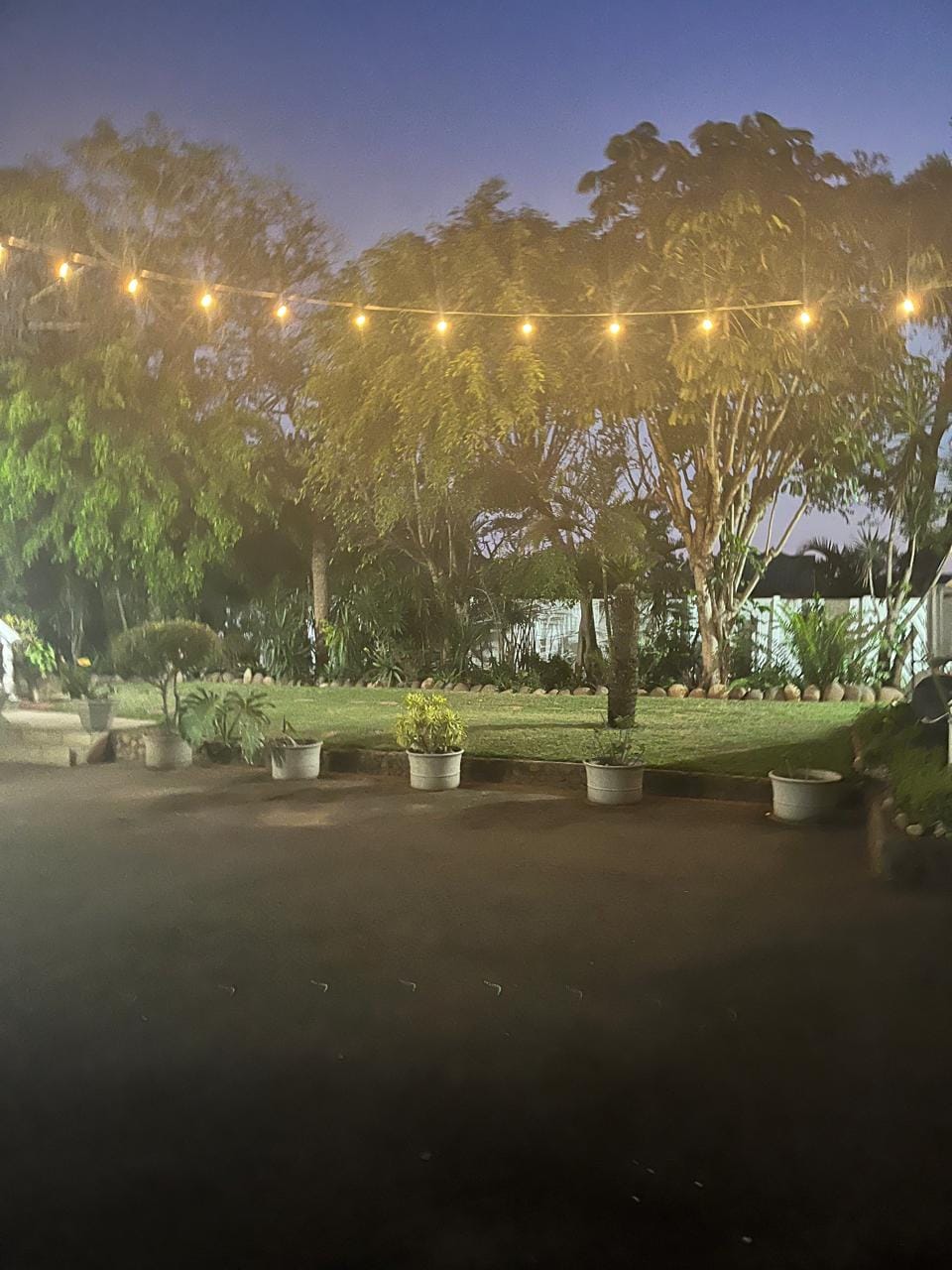 Customer photo review of Plug-In Festoon Bulb String Lights