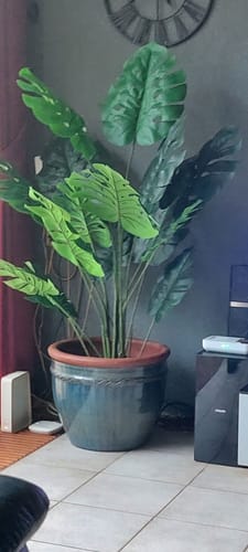Customer photo review of Monstera Kunstplant 145cm