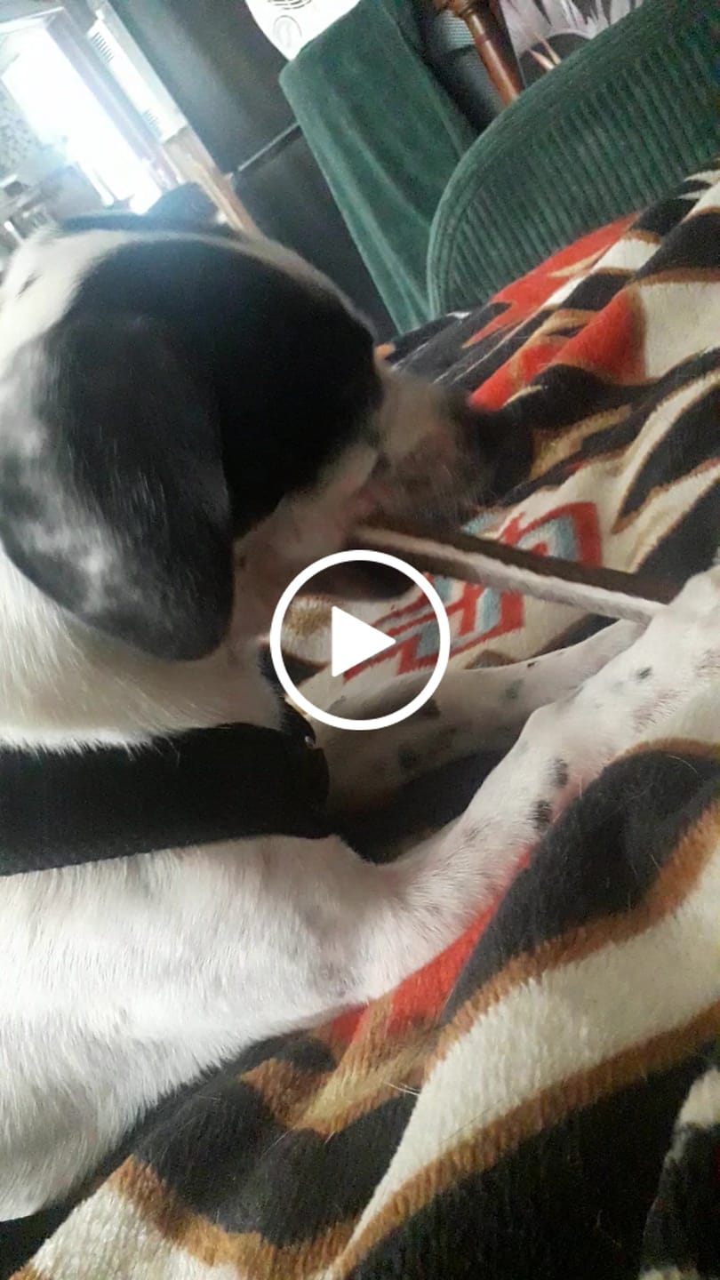 Customer video review of Allergietest Plus Hund
