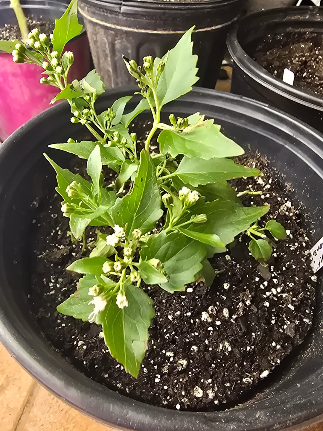 Customer photo review of Fragrant Mistflower