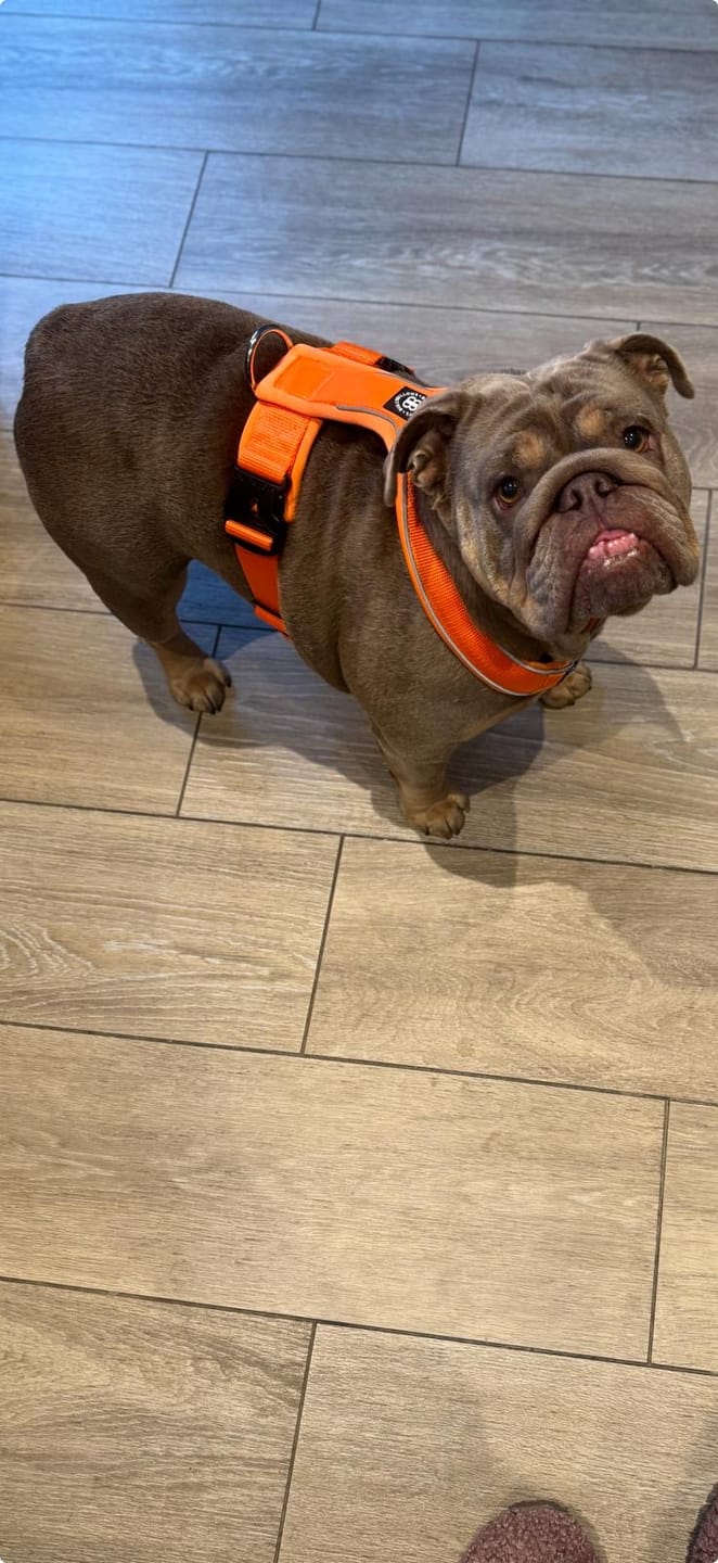 Customer photo review of Slip on Harness | Foam Padded - Orange